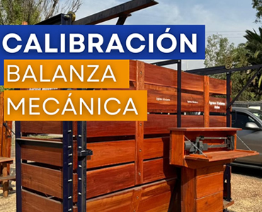Balanzas para vacas