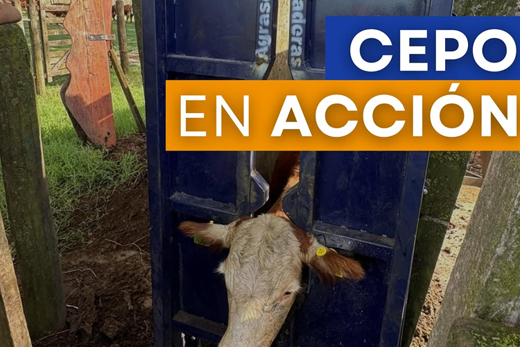 Cepo corredizo